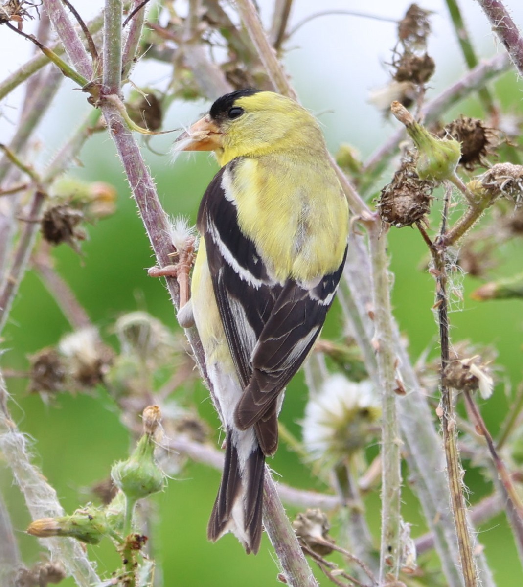 American Goldfinch - Diane Etchison