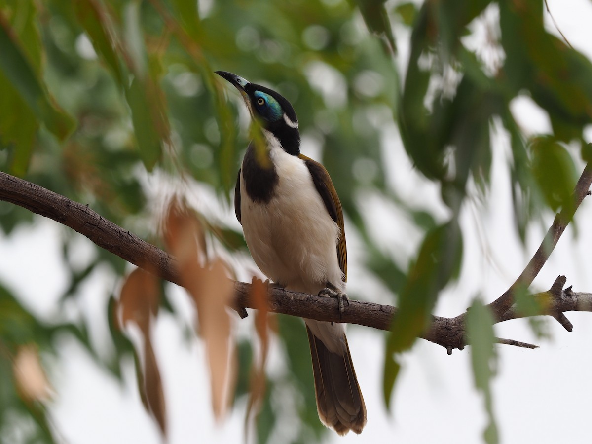 Blue-faced Honeyeater - Len and Chris Ezzy