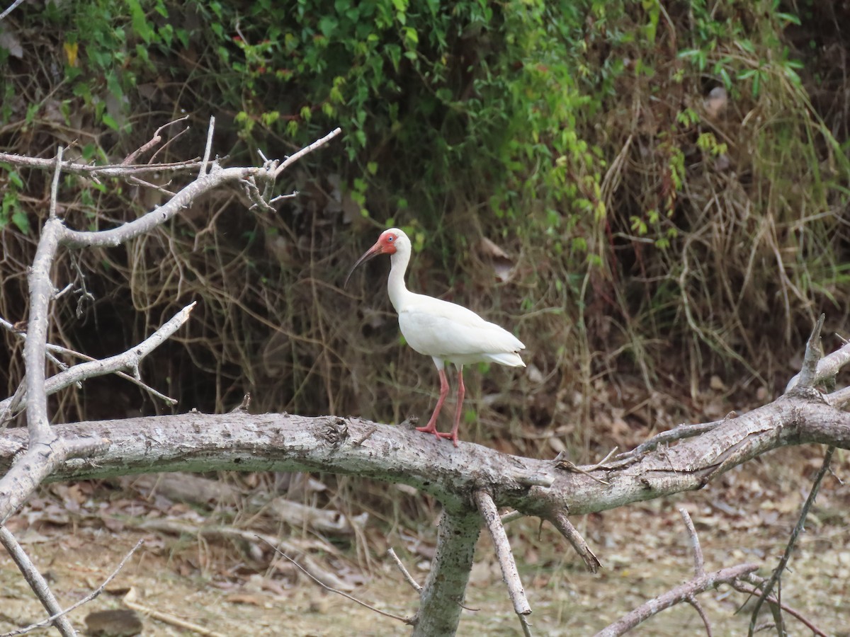 ibis bílý - ML579790061