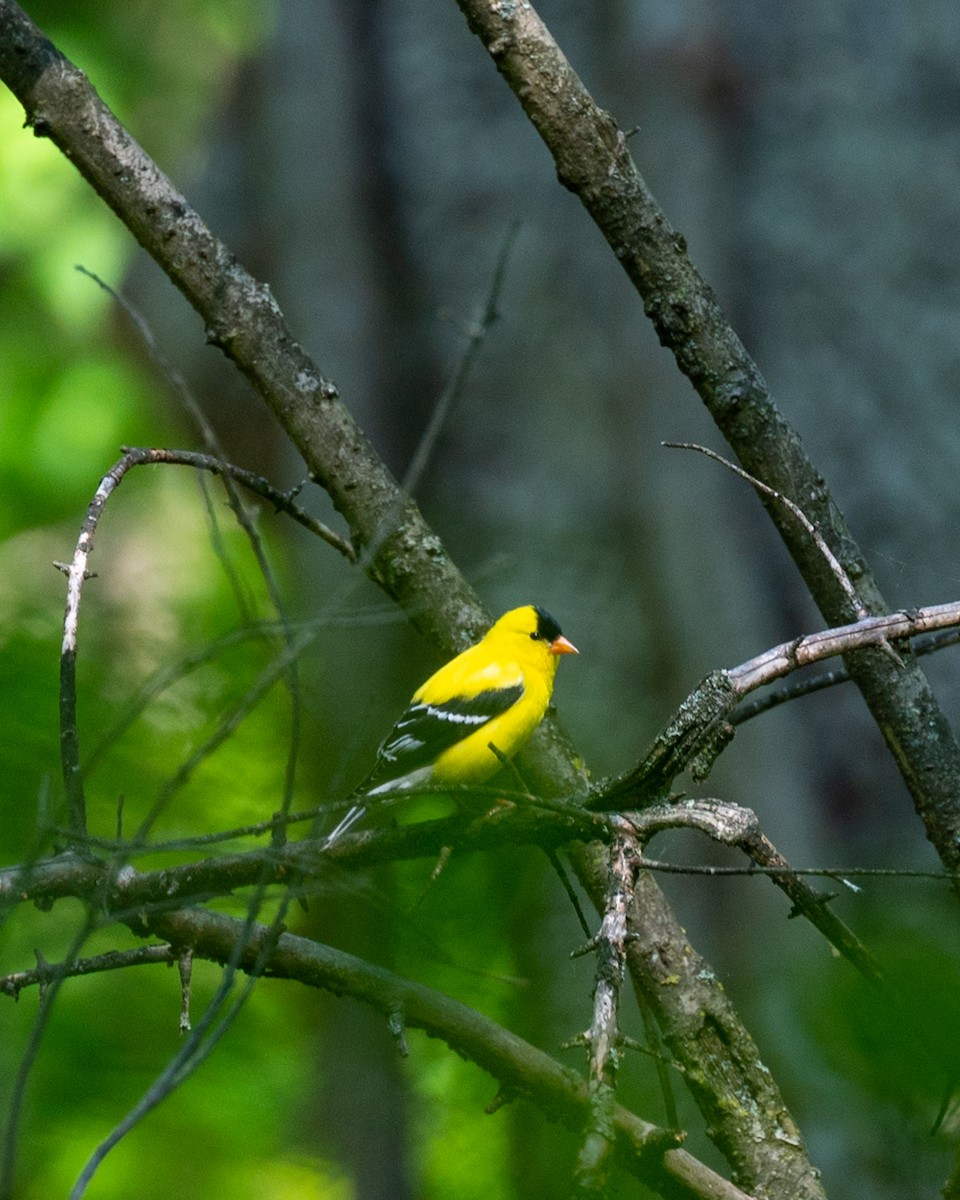 American Goldfinch - ML579790281