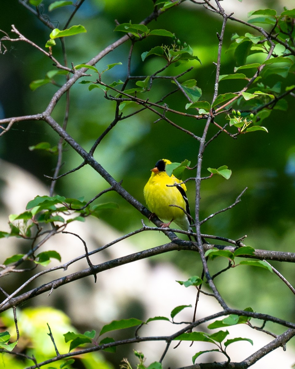 American Goldfinch - ML579790291