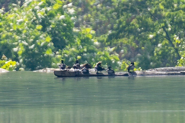Hooded Merganser - ML579791561