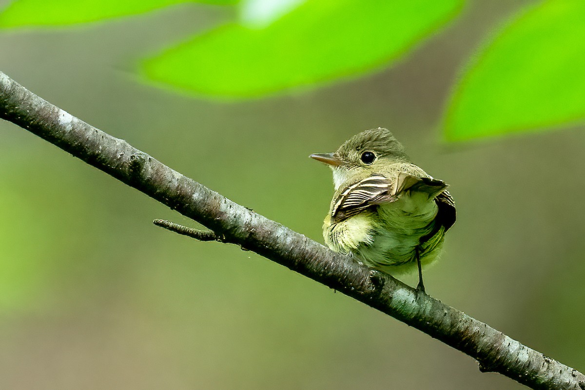 Acadian Flycatcher - ML579791851