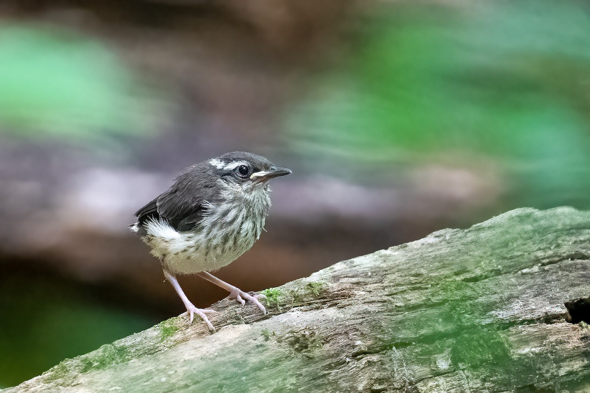 Louisiana Waterthrush - ML579791911