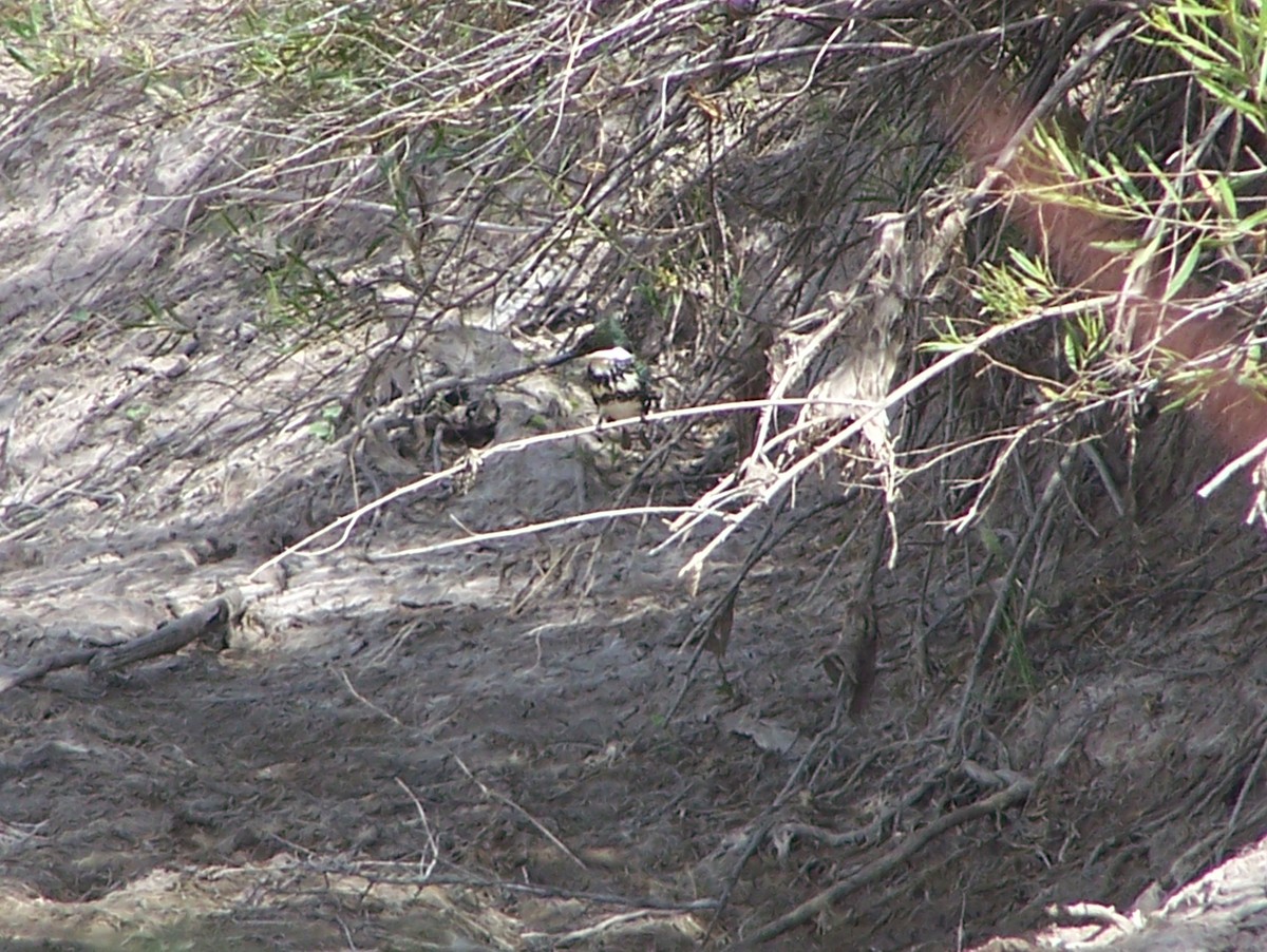 Green Kingfisher - Anonymous