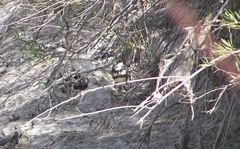 Green Kingfisher - Anonymous