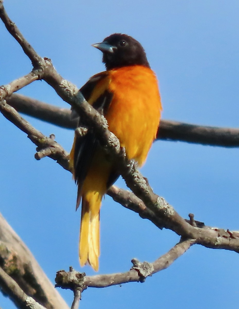 Baltimore Oriole - ML579793641