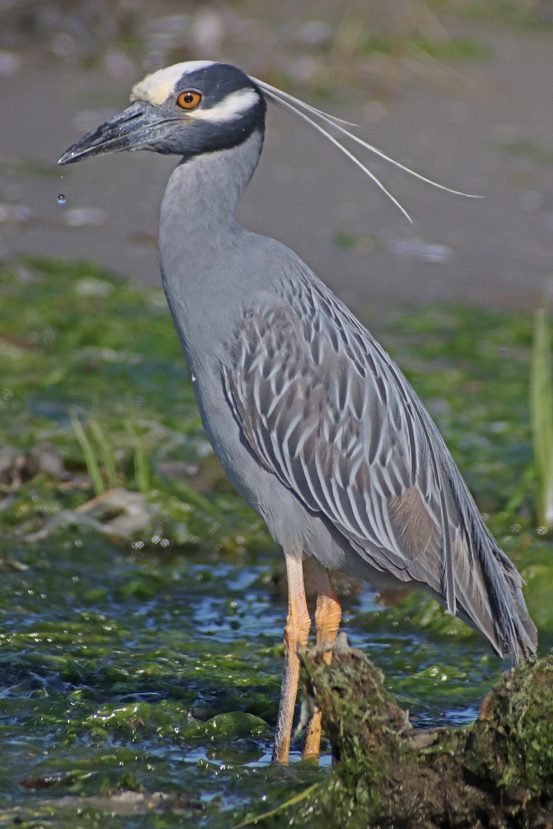 Yellow-crowned Night Heron - ML579793731