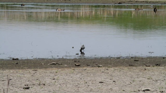 Black-bellied Plover - ML579796901