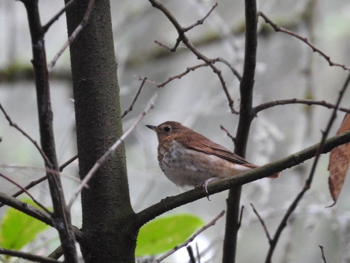 Swainson's Thrush - ML579797041