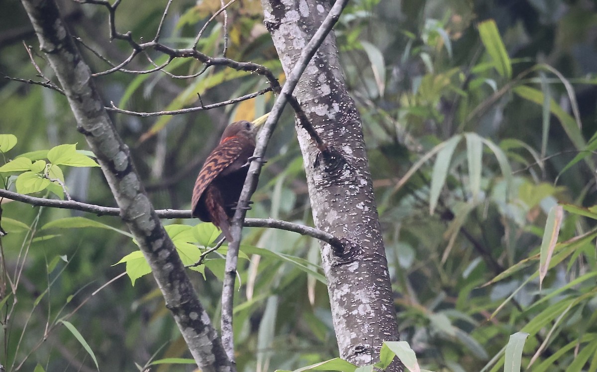 Bay Woodpecker - ML579797731