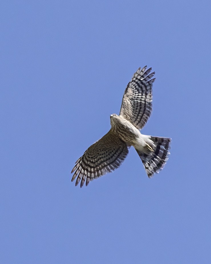 Sharp-shinned Hawk - ML579799011