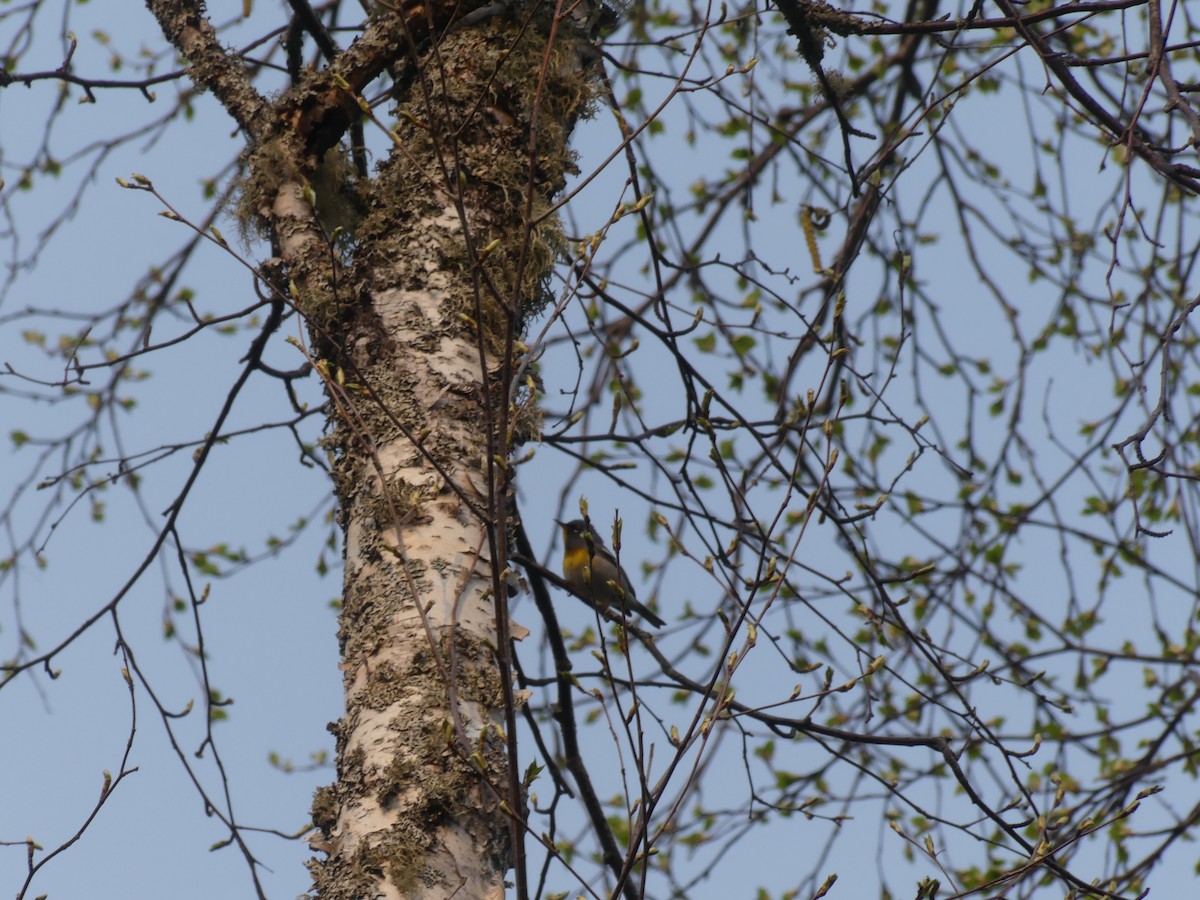 Northern Parula - ML579799051