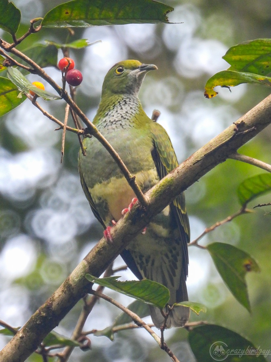 Superb Fruit-Dove - ML579799301