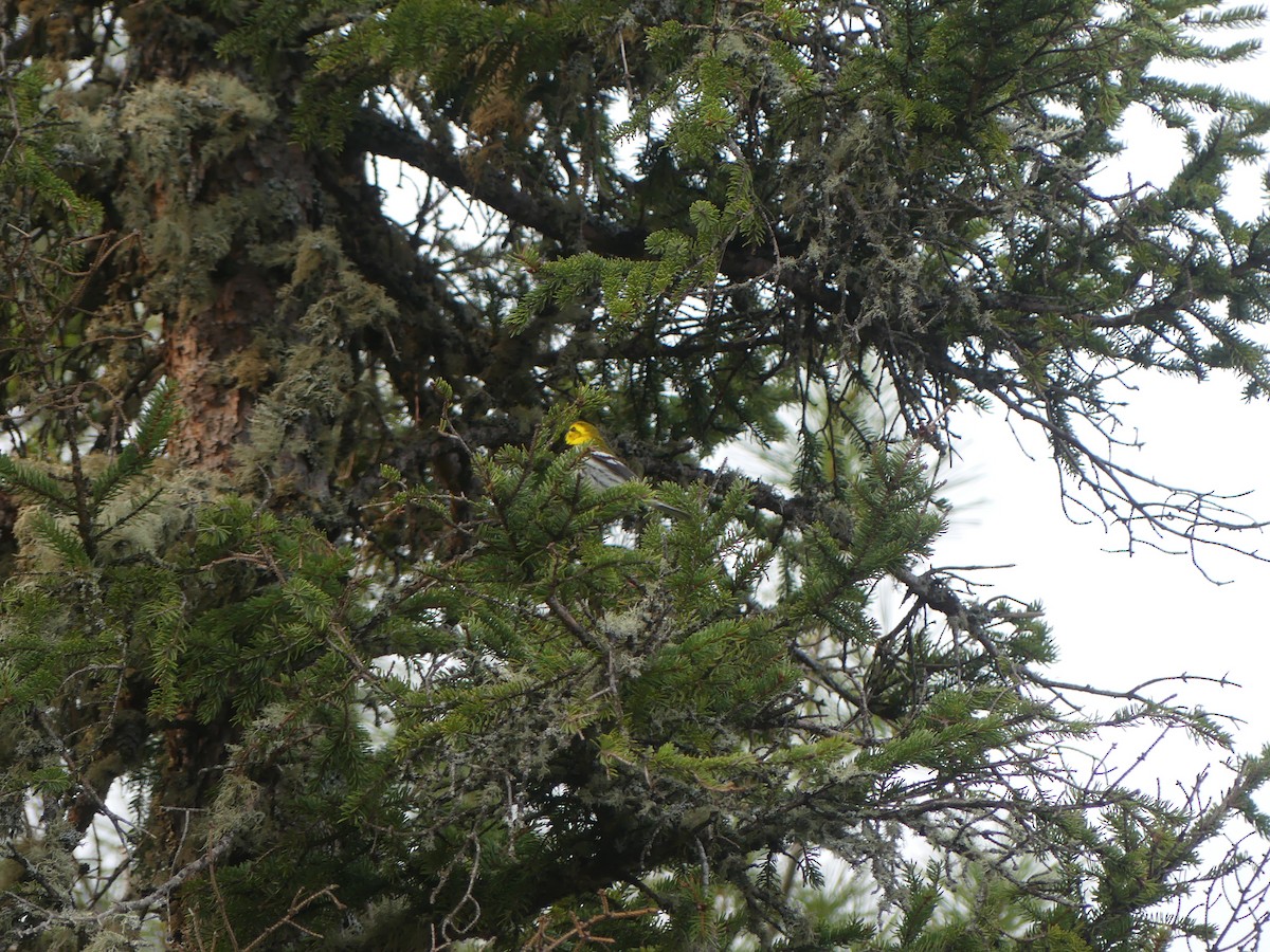 Black-throated Green Warbler - ML579799801