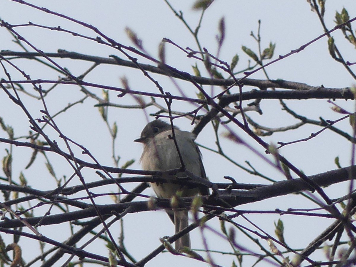 Least Flycatcher - ML579800051