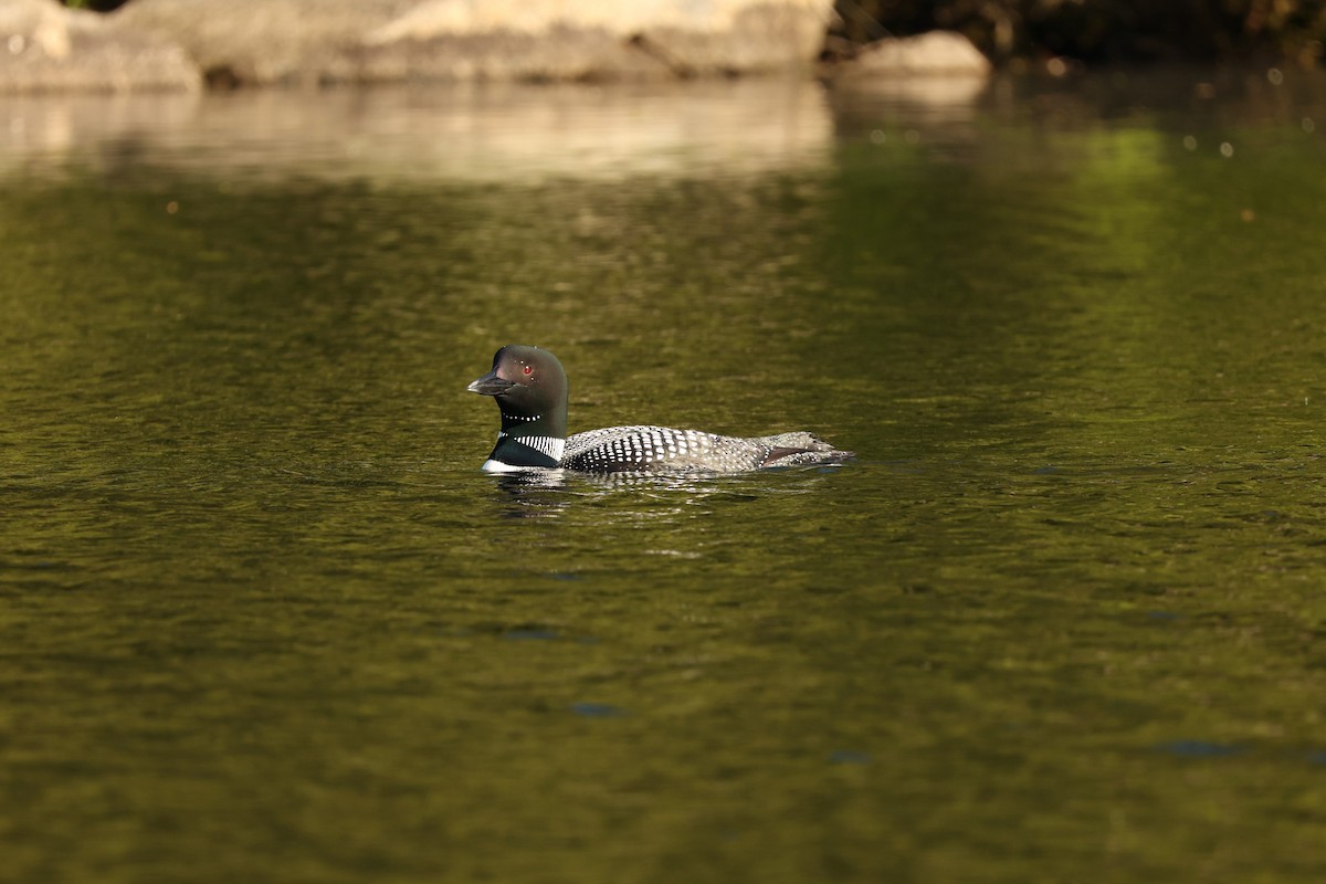 Common Loon - Will Krohn