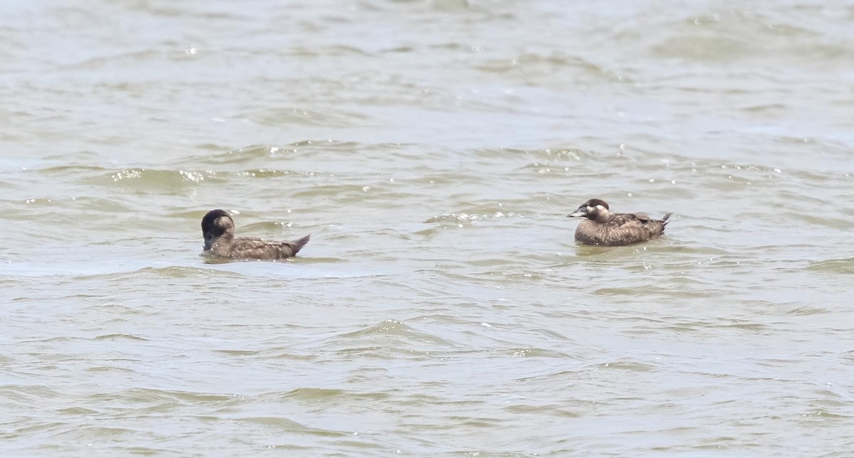 Surf Scoter - Patsy Russo