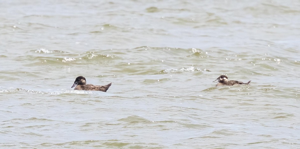 Surf Scoter - Patsy Russo