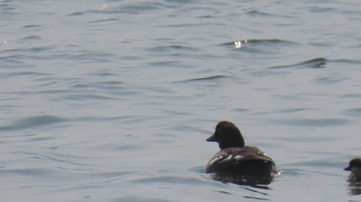 Common Goldeneye - ML579801071