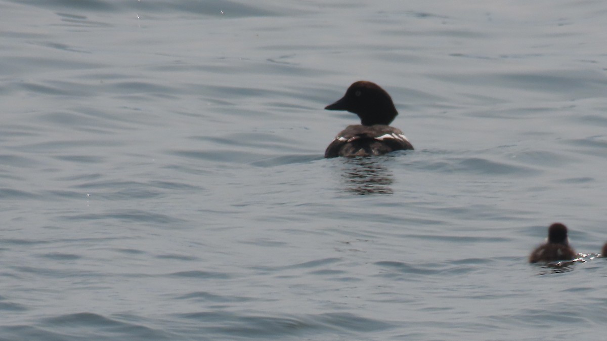 Common Goldeneye - ML579801081