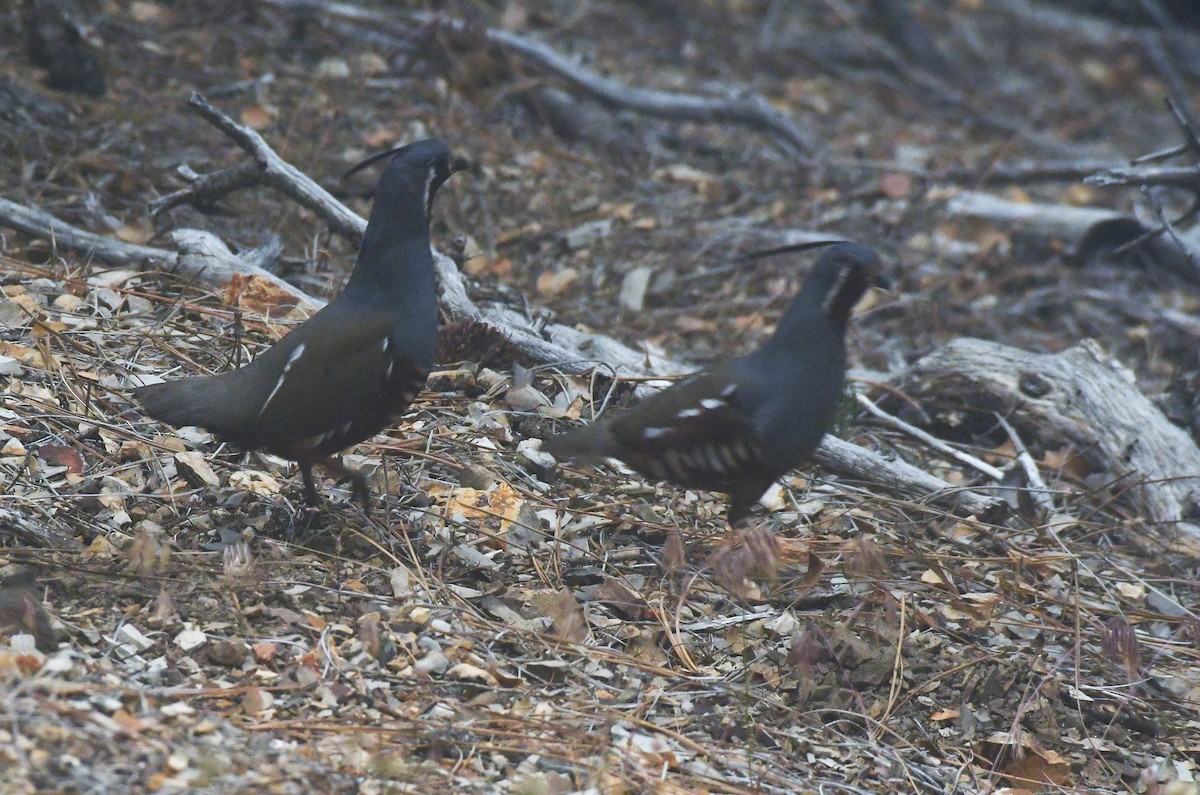 Mountain Quail - ML579801251