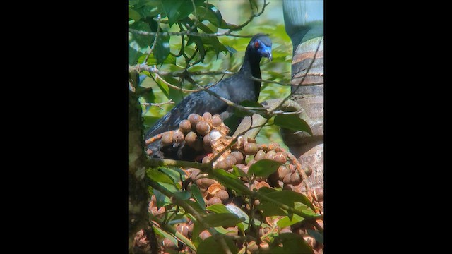 Black Guan - ML579802171