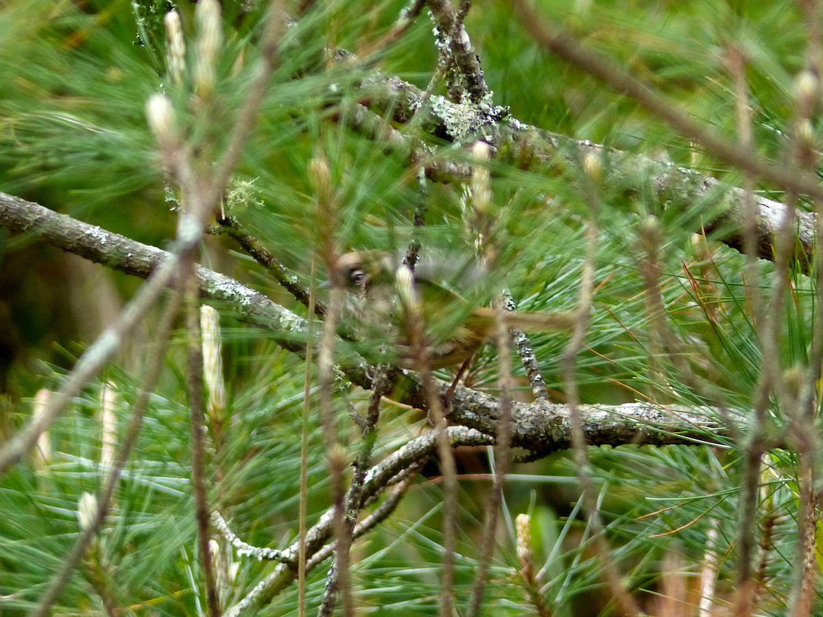 Taiwan Fulvetta - ML579802821