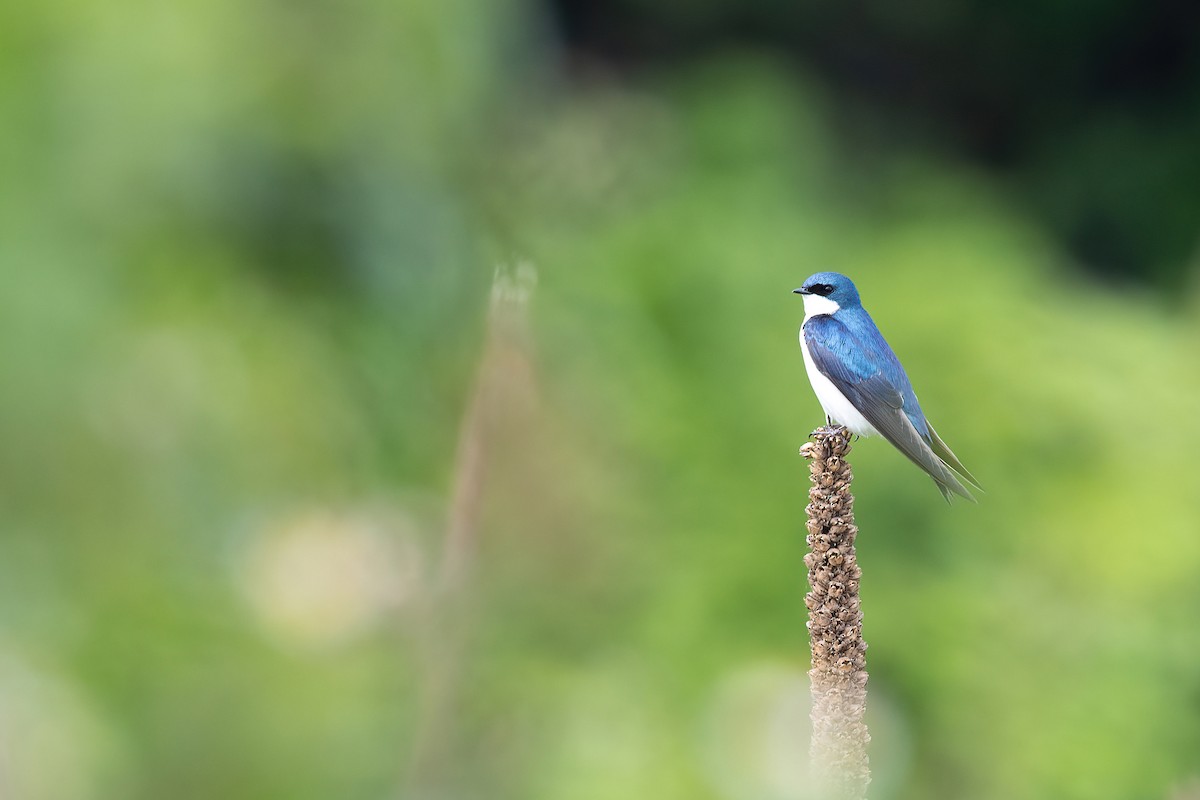 Tree Swallow - ML579802851
