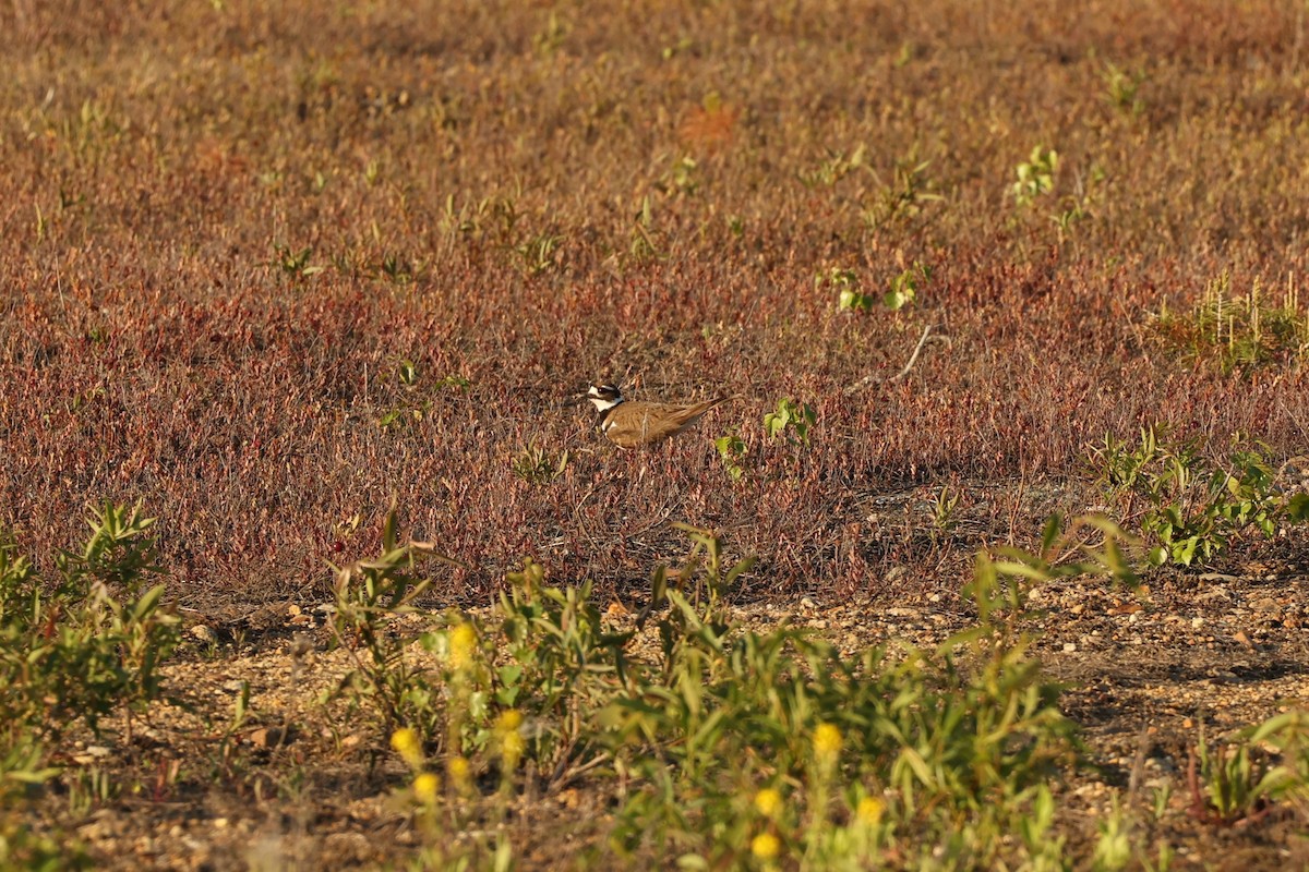 Killdeer - ML579803041