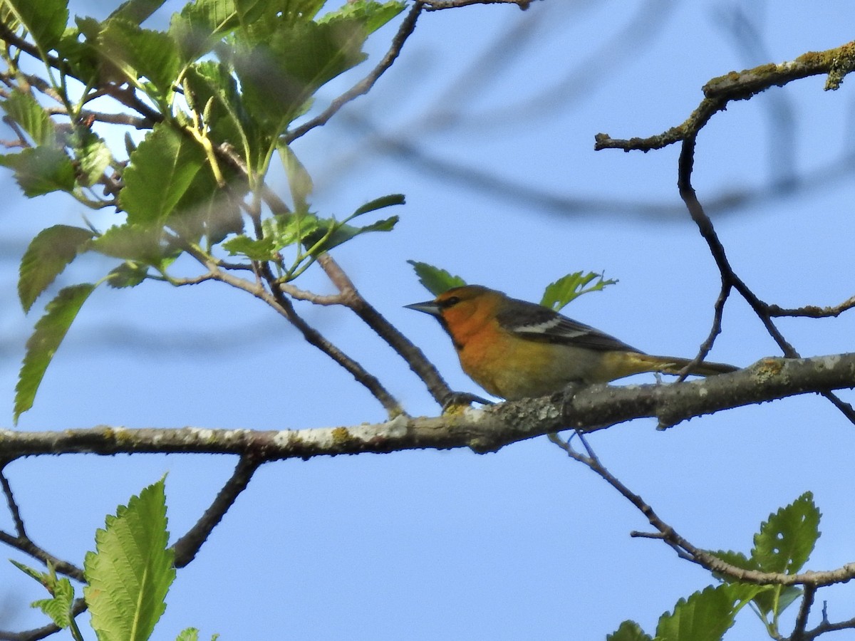 Bullock's Oriole - Pauline Sterin