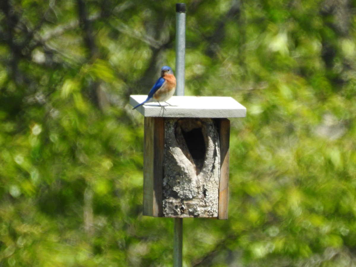 Eastern Bluebird - ML579803431