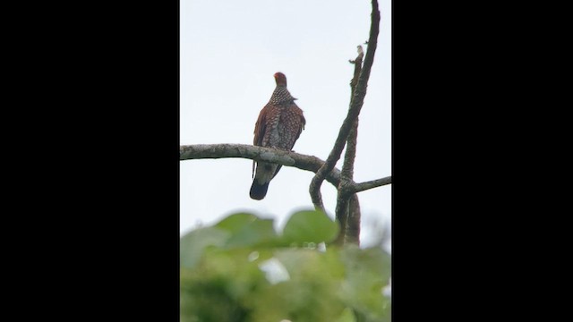 Pigeon ramiret - ML579804401