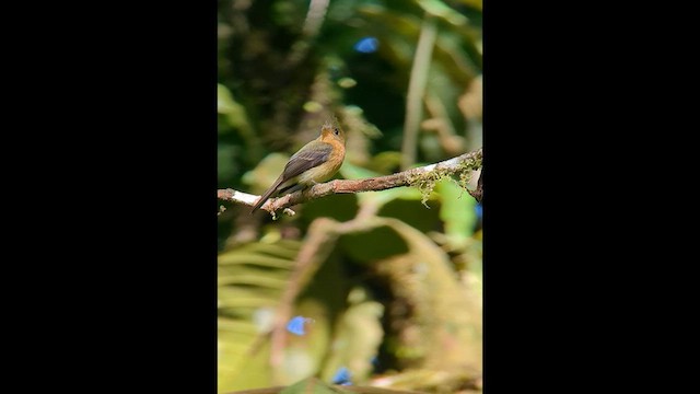 Tufted Flycatcher - ML579804611