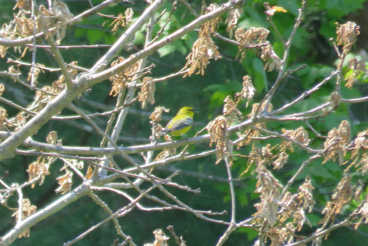 Blue-winged Warbler - Josh Fecteau