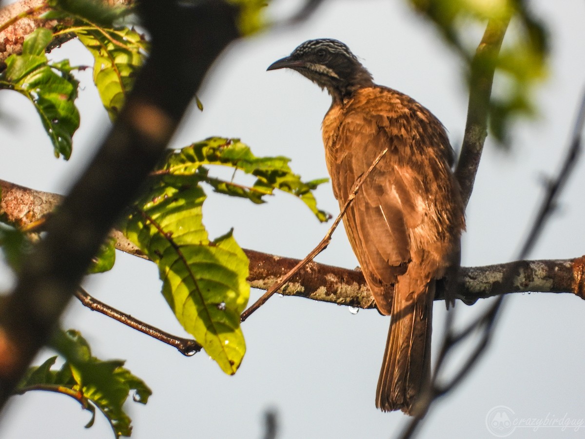 Streak-headed Honeyeater - ML579805171