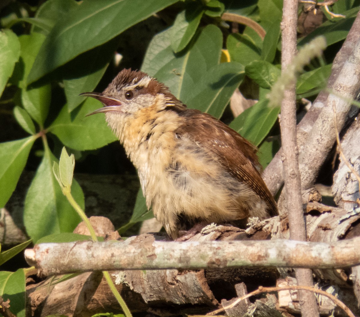 Carolina Wren - ML579805721