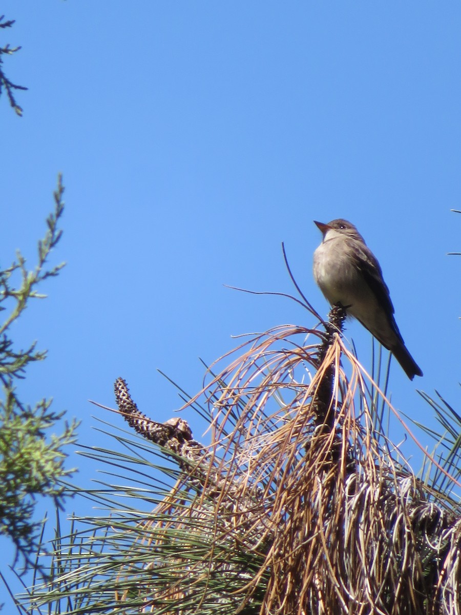 Western Wood-Pewee - ML579806261