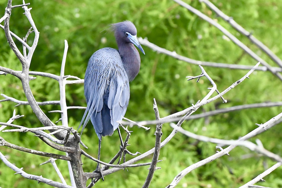 Little Blue Heron - shelby harvey