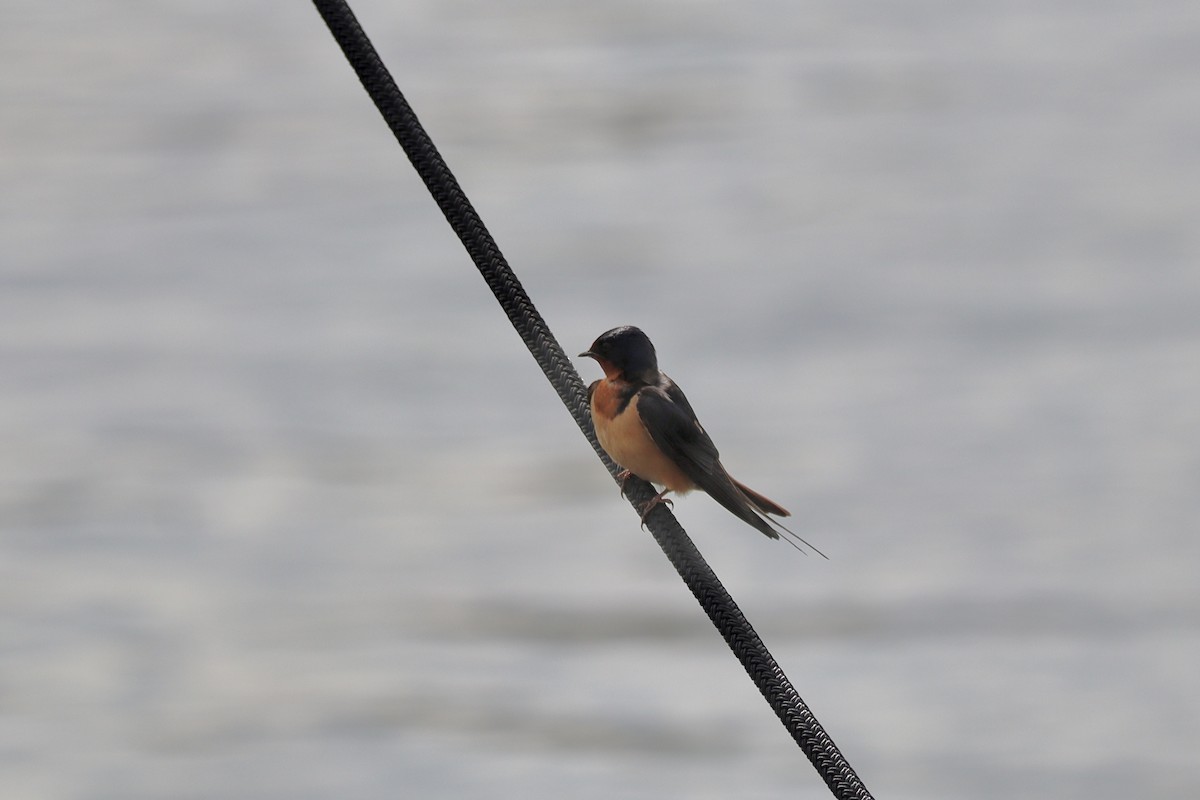 Barn Swallow (American) - ML579806531