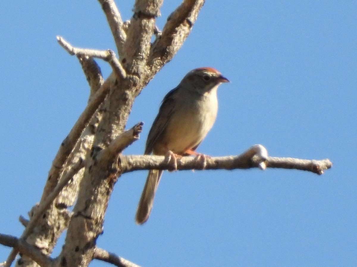 Rufous-crowned Sparrow - ML579808291