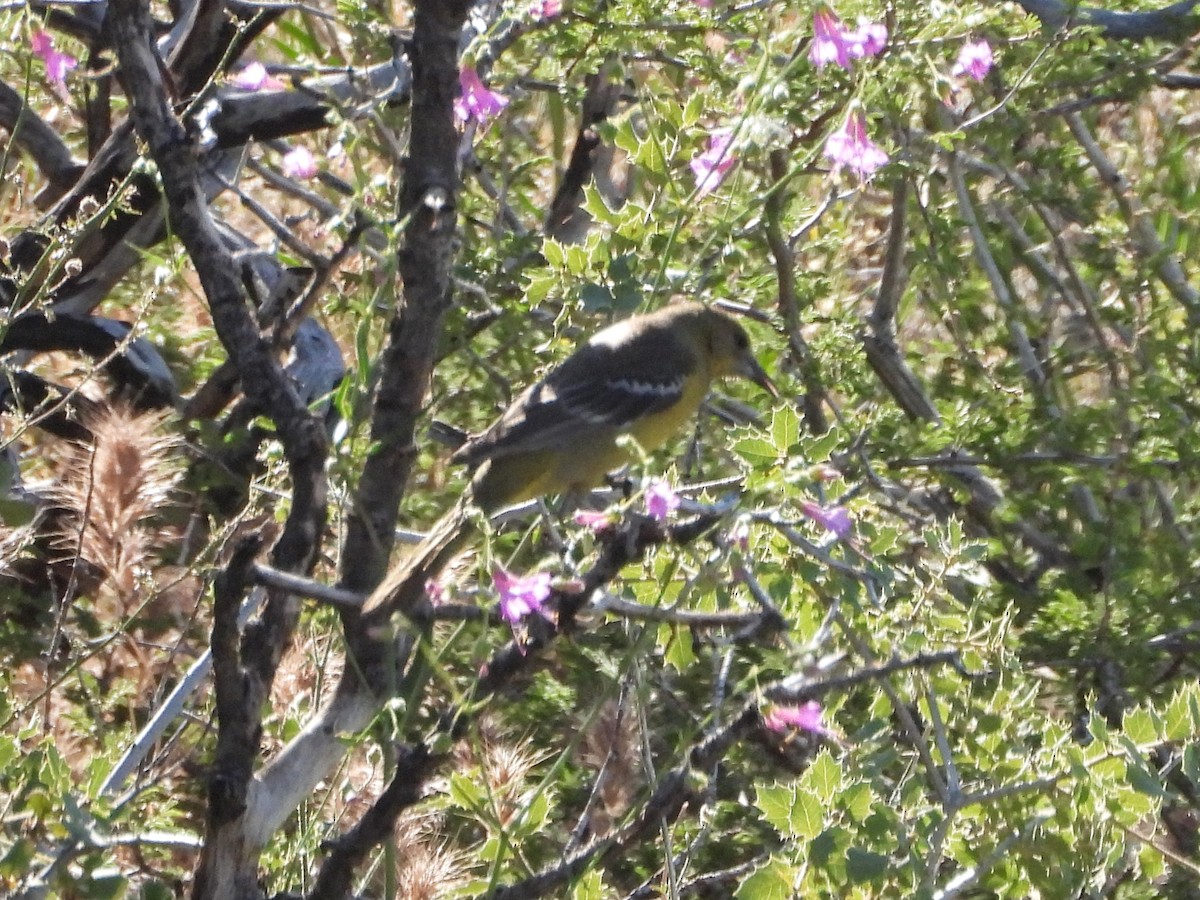 Oriole jaune-verdâtre - ML579808361