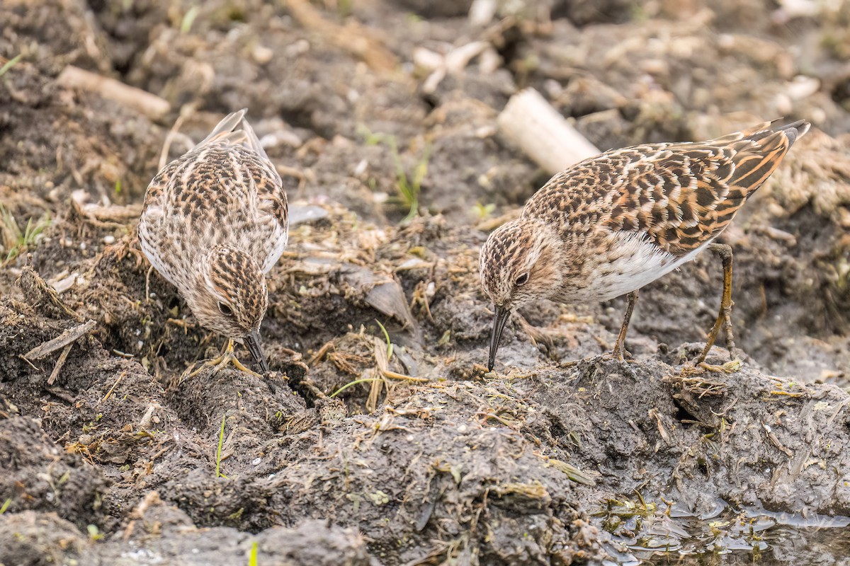 Least Sandpiper - ML579808971