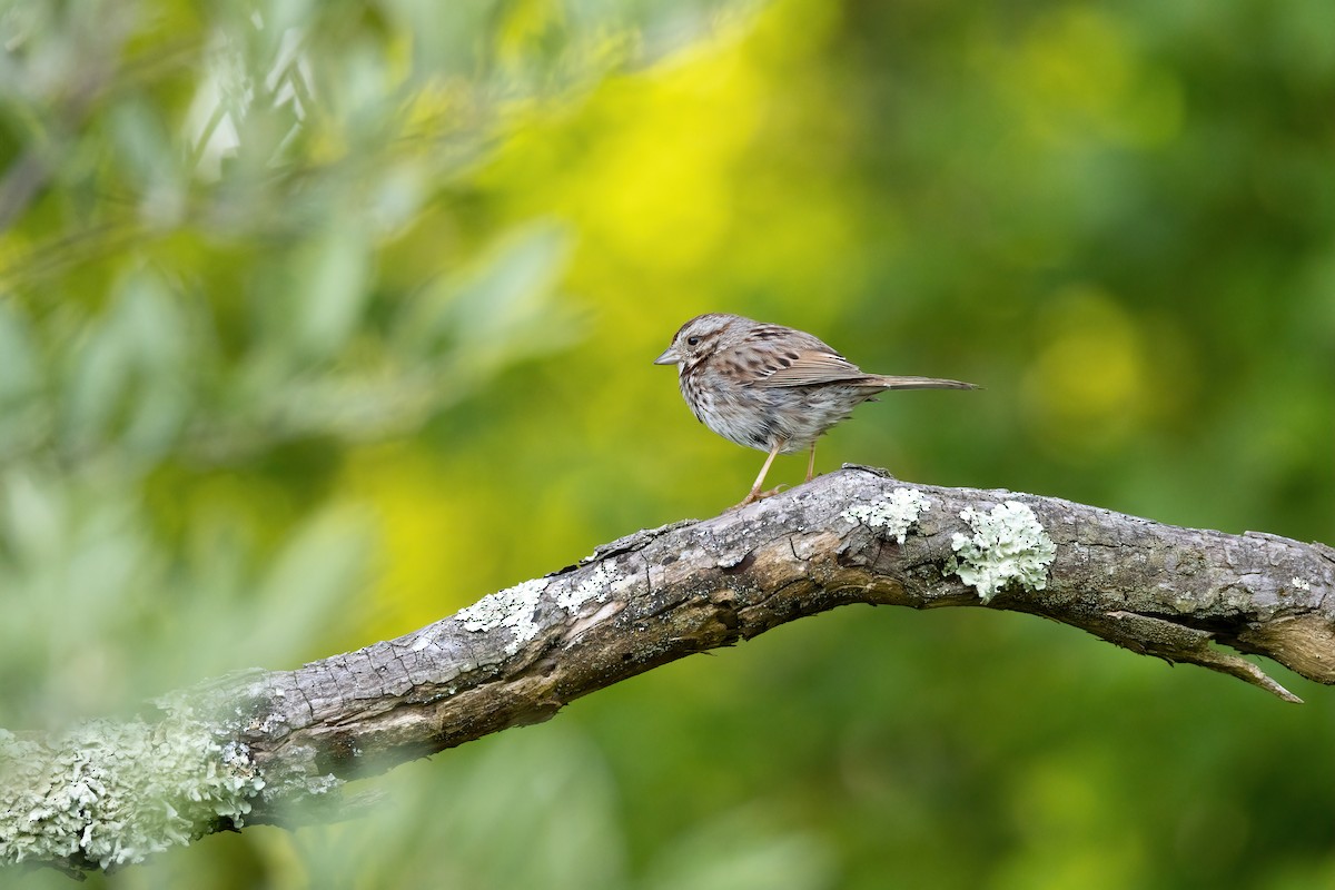 Song Sparrow - ML579809221