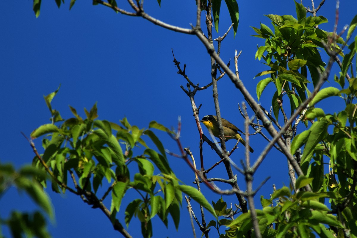 Common Yellowthroat - ML579809471