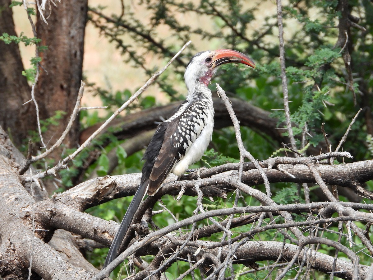 Northern Red-billed Hornbill - ML579810151