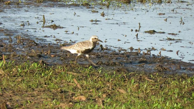 Black-bellied Plover - ML579810661