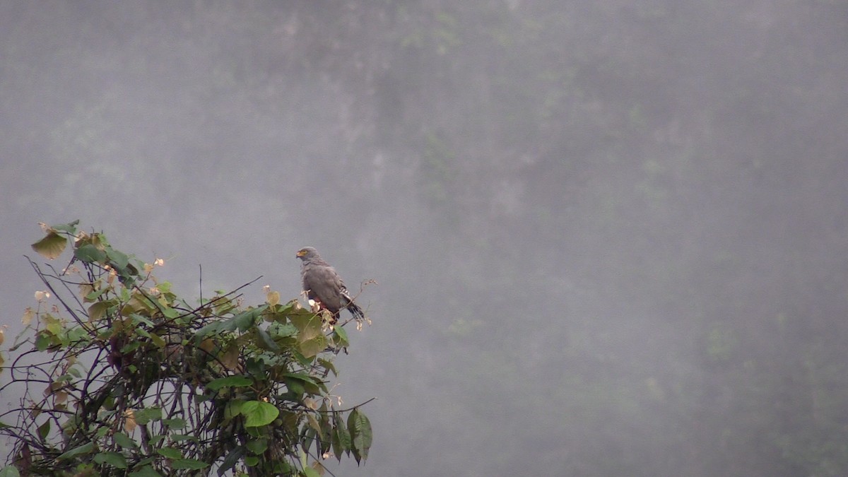 Roadside Hawk - ML579810931