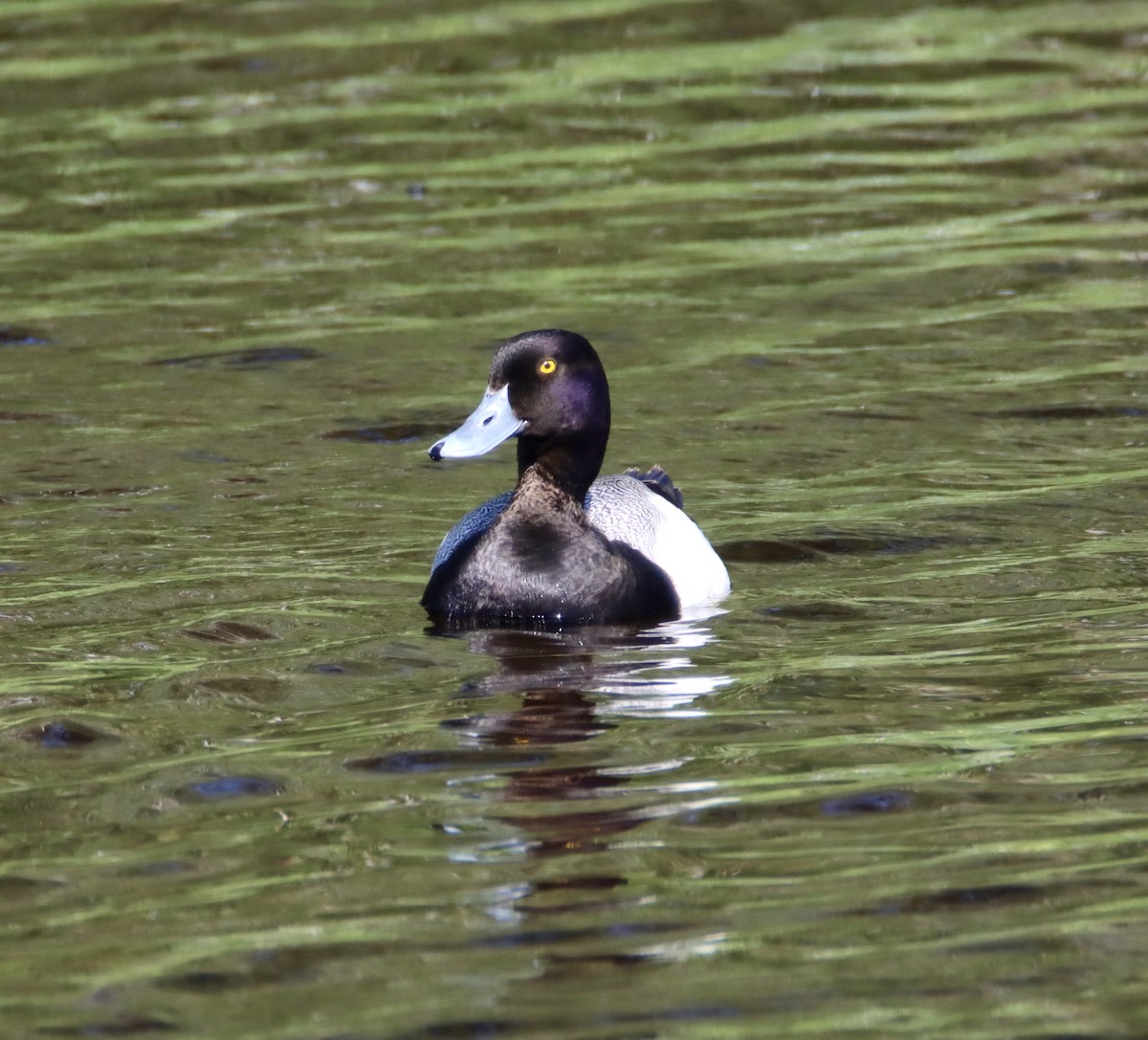 Lesser Scaup - ML579811001