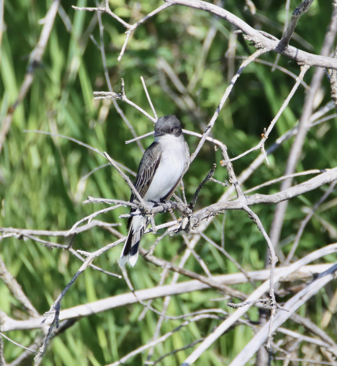 Eastern Kingbird - Butch Carter